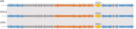 Analysis of CRISPR/Cas Genetic Structure, Spacer Content and Molecular ...
