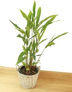 Kerala Choti Cardamom Tree – Green Elaichi Live Plant for Outdoor ...