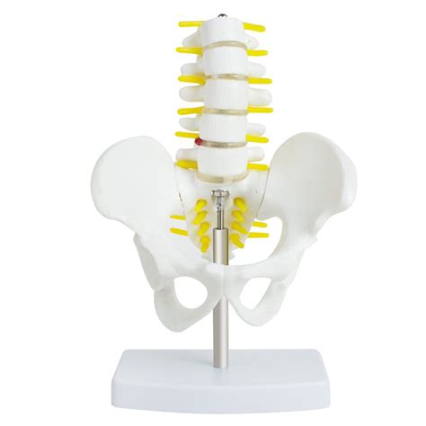 Buy Pevor Pelvic Lumbar Vertebra Model, Life-Size Pelvis with 5pcs ...