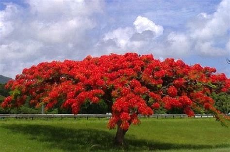 Flamboyant Flame Tree Delonix Regia Royal Ponciana 50 Seeds ...