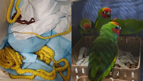 PHOTOS: 20 Exotic Animals, Including Pythons, Parrots & Rabbits ...