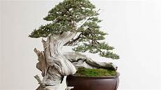 Beautiful Bonsai Trees by 100 Of The Most Beautiful Bonsai Trees Beautiful Bonsai Trees