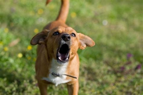 10 Dog Barking Sounds and What They Mean