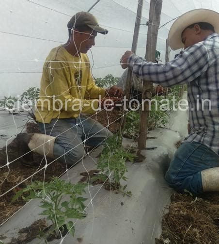 Hortelanos instalando la doble malla en siembra de tomate - siembra-de ...