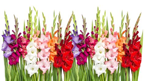 When to Plant Gladiolus Bulbs for a Stunning Summer Display