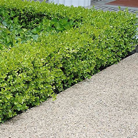 QAUZUY GARDEN 20+Seeds Wintergreen Japanese Boxwood Hedge Seeds (Buxus ...