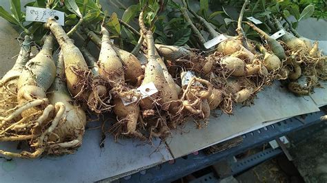 ACHC Adenium Plant live Combo Without Pot Bosnai Grafted Multi Petal ...