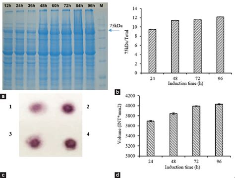 High cell density fermentation strategies for the production of bovine ...