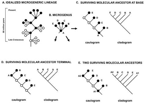 Minimally Monophyletic Genera Present within Meso- and Macrogenera