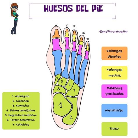 Pasillitos De Hospital en Instagram: “HUESOS DEL PIE 🦴