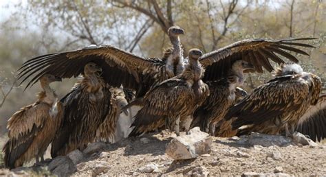 International Vulture Awareness Day: India’s numbers increasing, albeit ...