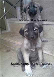 KANGAL YAVRUSU 2020 Satılık kangal yavruları