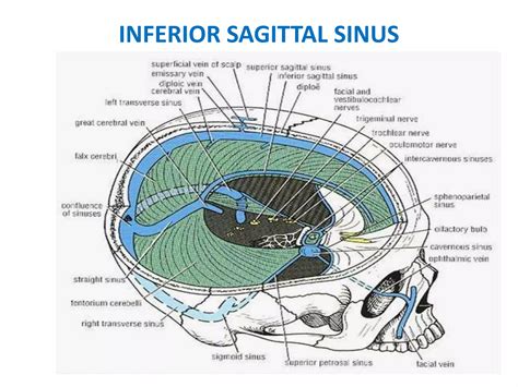 Inferior Sagittal Sinus