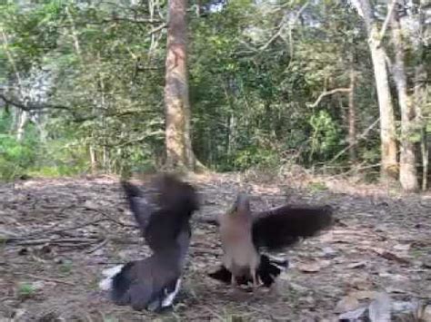 Jementah - JungleKey.in Image