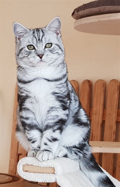 British Kurzhaar Babys in Zehlendorf | Tiere | Kleinanzeigen