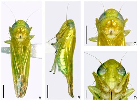 Redefining the Tea Green Leafhopper: Empoasca onukii Matsuda (Hemiptera ...