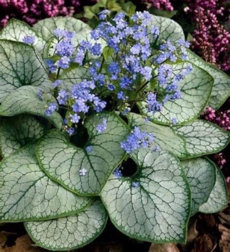 Brunnera Macrophylla 'alexander's Great' | Giant Siberian Bugloss ...