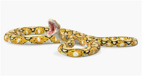 Image result for Python Snake Attack