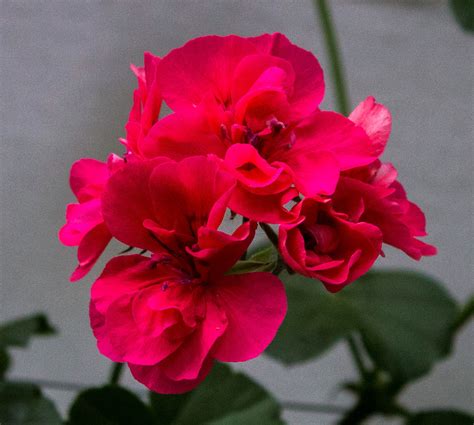 Image result for Flower Project