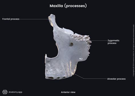 Zygomatic Process Of Maxilla
