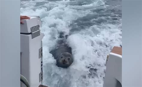 VIDEO: शिकारियों के जाल में फंसा 'समुद्र का राजा', रफ्तार देख चौंके लोग ...