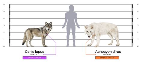 Dire Wolf Biology - Colossal Biosciences