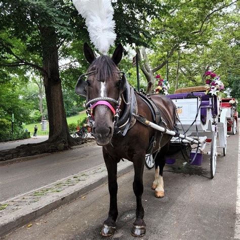 CENTRAL PARK HORSE CARRIAGES INC (2026) All You Need to Know BEFORE You ...