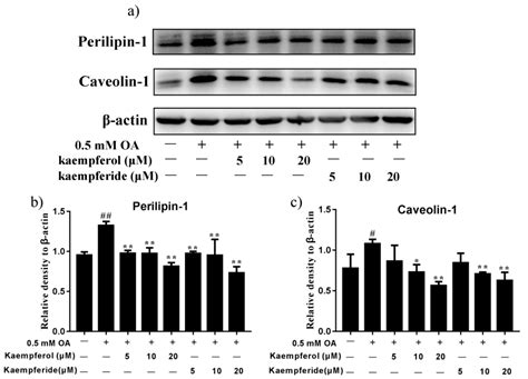 Kaempferol and Kaempferide Attenuate Oleic Acid-Induced Lipid ...