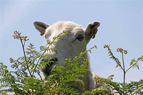 Image result for Gum Paste Welsh Sheep