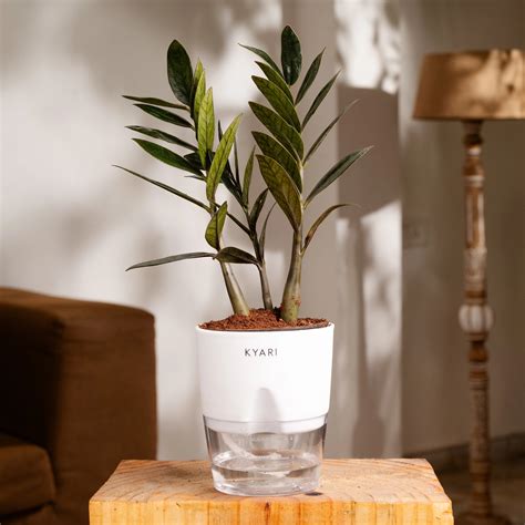 Zz Plant Online - Zamioculcas Zamiifolia Plant in India | Kyari – Kyari.co