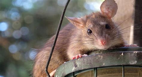 属鼠的今年多大属鼠的属相婚配表_属鼠的和什么属相最配-善吉网