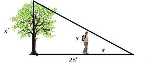 A tree casts a shadow that is 28 feet long. A person who is 5 feet tall ...
