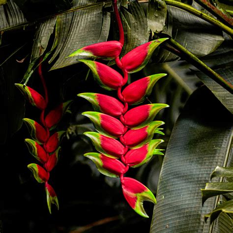 Heliconia Rostrata (Lobster-Claws) - Plant – Lalit Enterprise