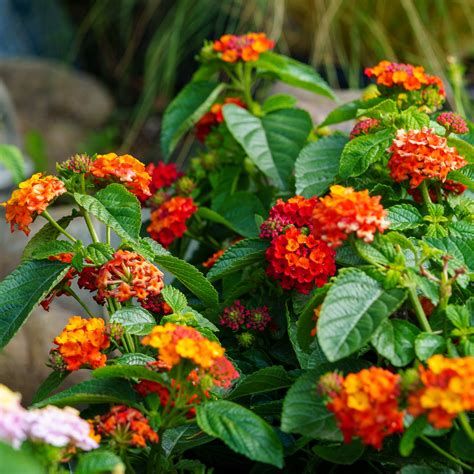 The Lantana Guide - Plant Detectives