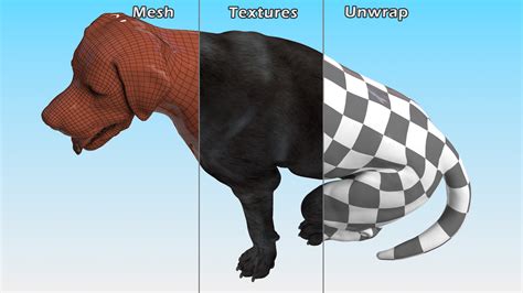 3D Labrador Dog Black Sitting | 3D Molier International