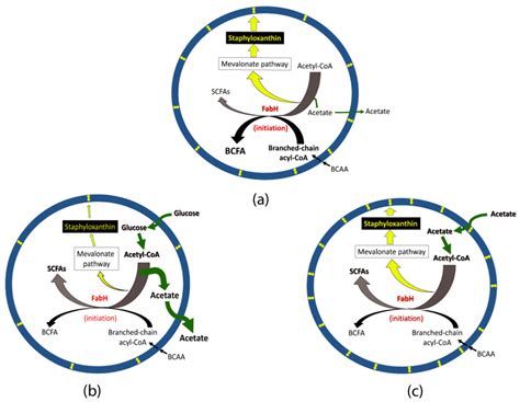 Interrelationships among Fatty Acid Composition, Staphyloxanthin ...