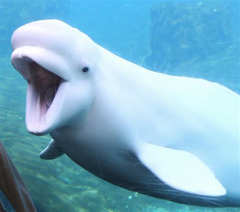 Beluga whales from Canada headed to Mystic Aquarium