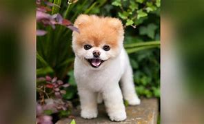 Image result for World's Cutest Dog Winner