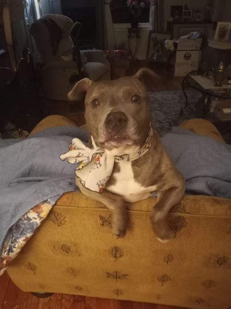 Remembering GRACIE - Veterinary Cancer Society