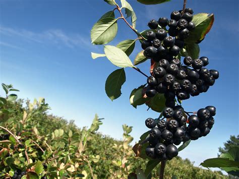 Beyond just a berry: The multifaceted health benefits of black chokeberry