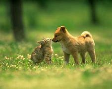 Image result for Bunny and Puppy and Cat