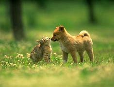 Image result for Cutest Kittens and Puppies in the World
