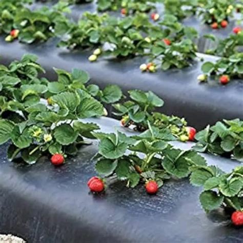 Buy Siddhi 25 Micron Zig Zag Hole Mulching Film for Agriculture - KisanShop