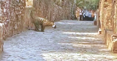 Temple road closed over tiger sighting, devotees fume