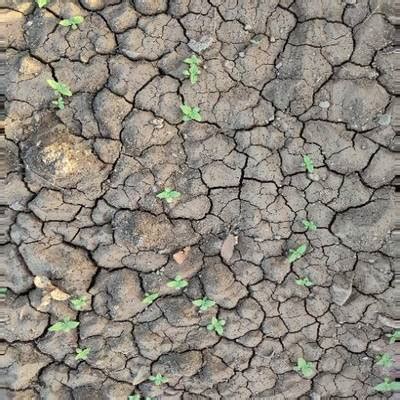 Crop and Weed Detection - Dataset Ninja
