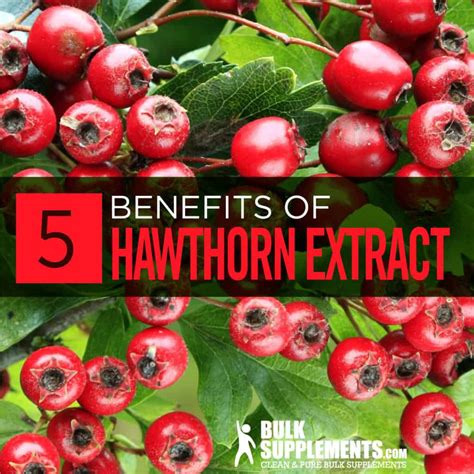 Hawthorn Berry: Benefits, Side Effects & Dosage