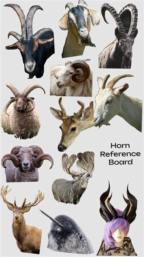 horns reference board in 2025 | Animals with horns, Cute animals, Goat ...