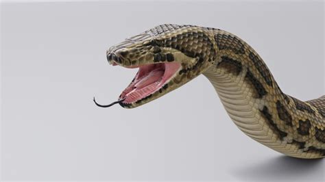 Image result for Burmese Python Animation