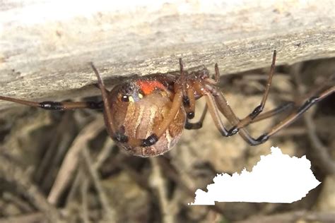 Brown Widow Spiders Are Poisonous