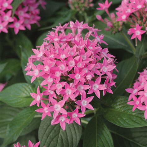 Pentas Pink - Flowering Plants – Exotic Flora